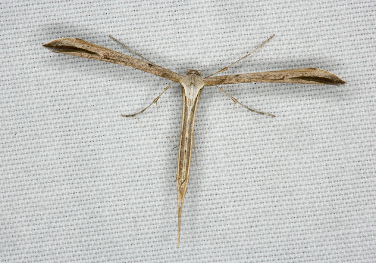 Emmenlina monodactyla Pterophoridae