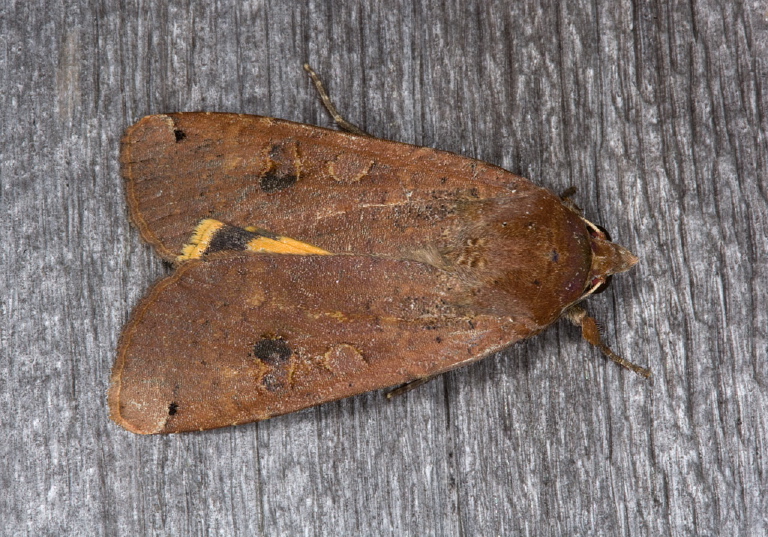 Noctua pronuba Noctuidae