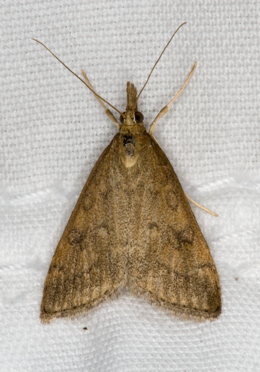 Udea rubigalis Crambidae