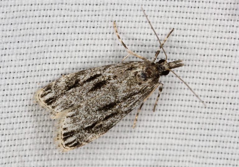 Eudonia strigalis Crambidae