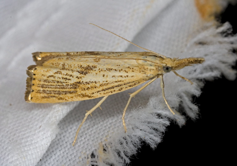 Agriphila ruricolella Crambidae