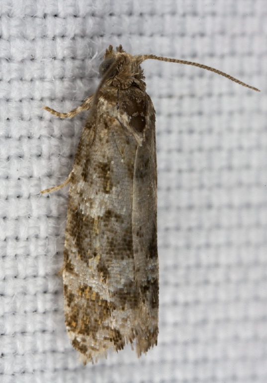 Endothenia albolineana Tortricidae