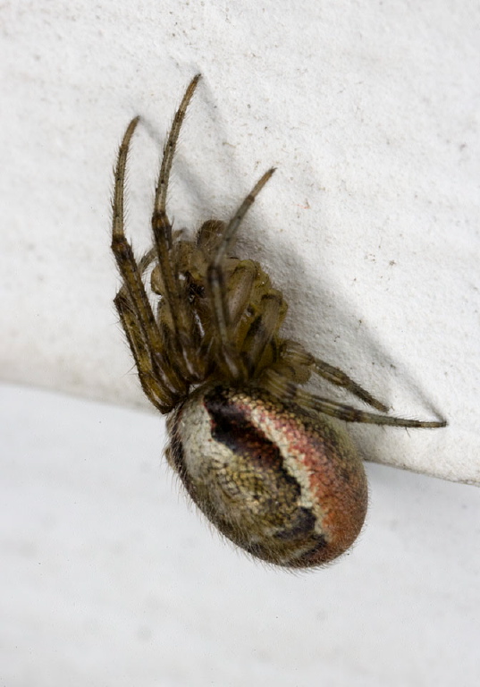 Zygiella atrica Araneidae