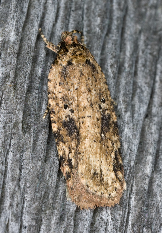 Agonopterix pulvipennella Elachistidae