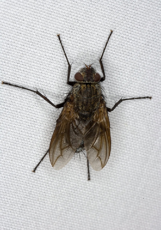 Pollenia sp. Calliphoridae