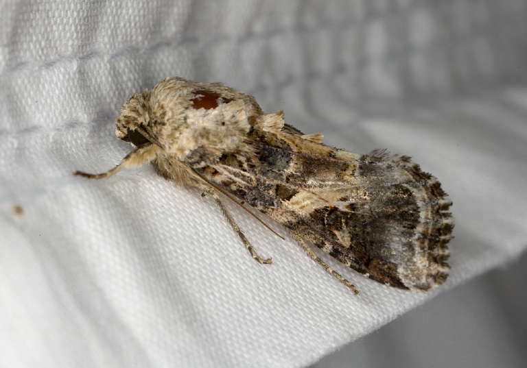 Spodoptera ornithogalli Noctuidae