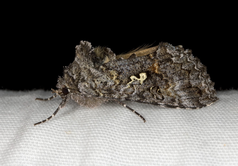 Syngrapha octoscripta Noctuidae