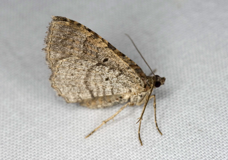 Orthonama centrostrigaria Geometridae