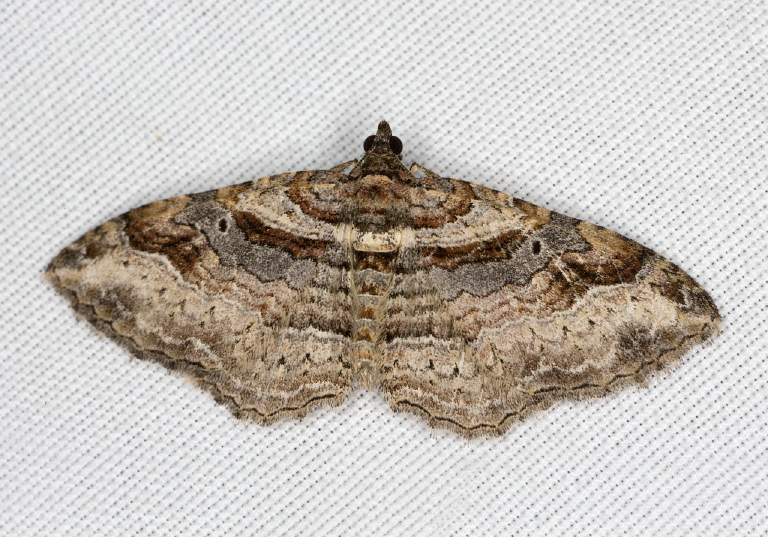 Orthonama centrostrigaria Geometridae