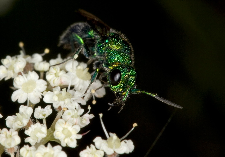 Chrysis sp. Chrysididae