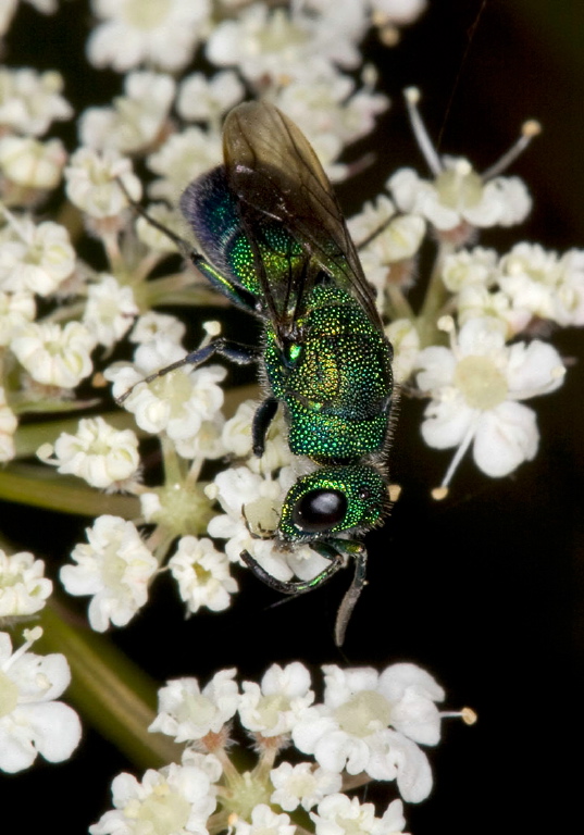 Chrysis sp. Chrysididae