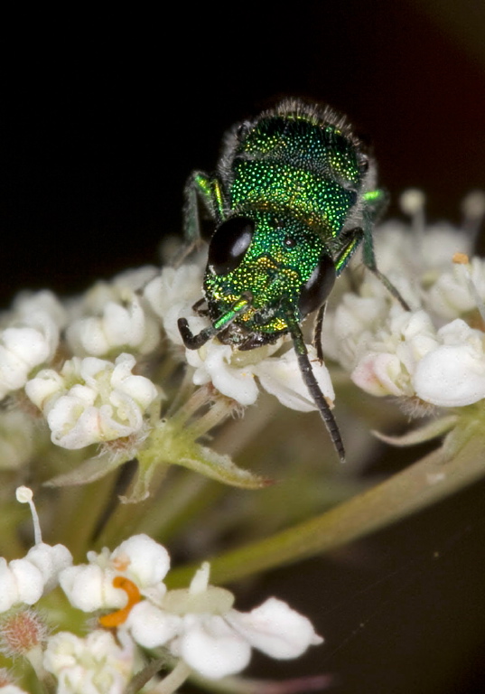 Chrysis sp. Chrysididae