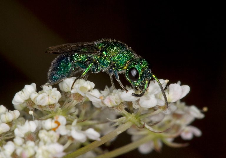 Chrysis sp. Chrysididae