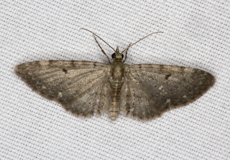 Eupithecia miserulata? Geometridae