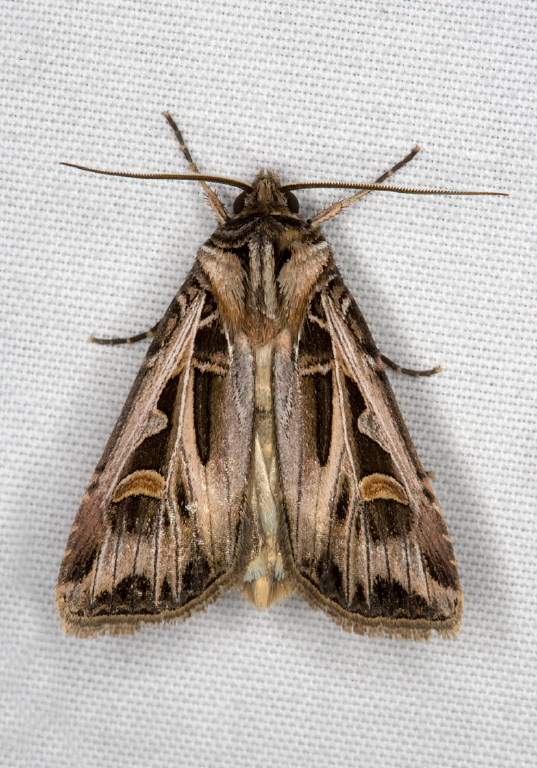 Feltia jaculifera Noctuidae