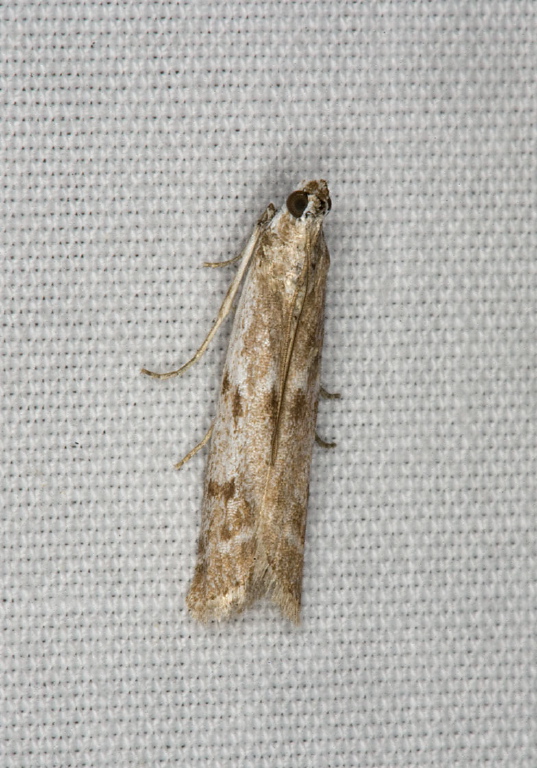 Phycitodes reliquellus? Pyralidae