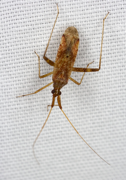 Neurocolpus sp. Miridae