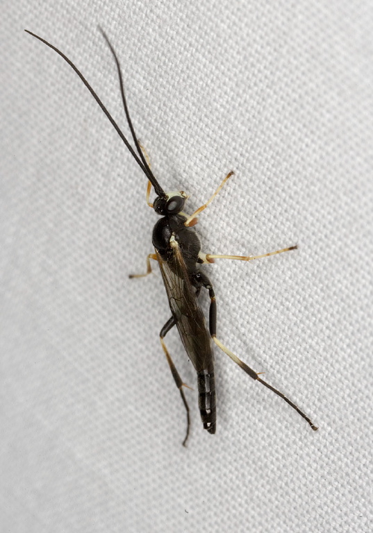   Ichneumonidae