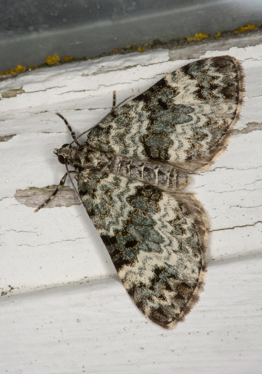 Spargania magnoliata Geometridae