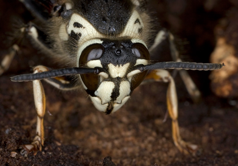 Dolichovespula maculata Vespidae