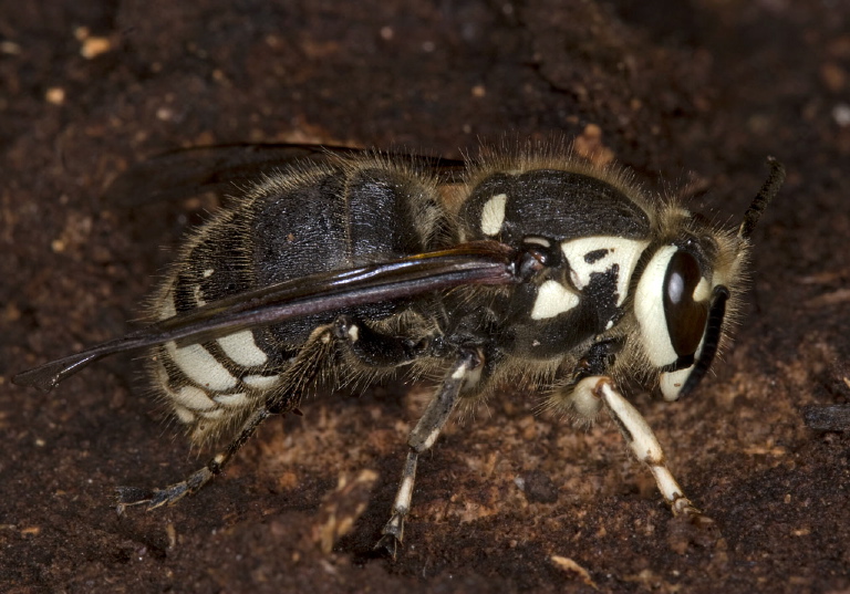 Dolichovespula maculata Vespidae