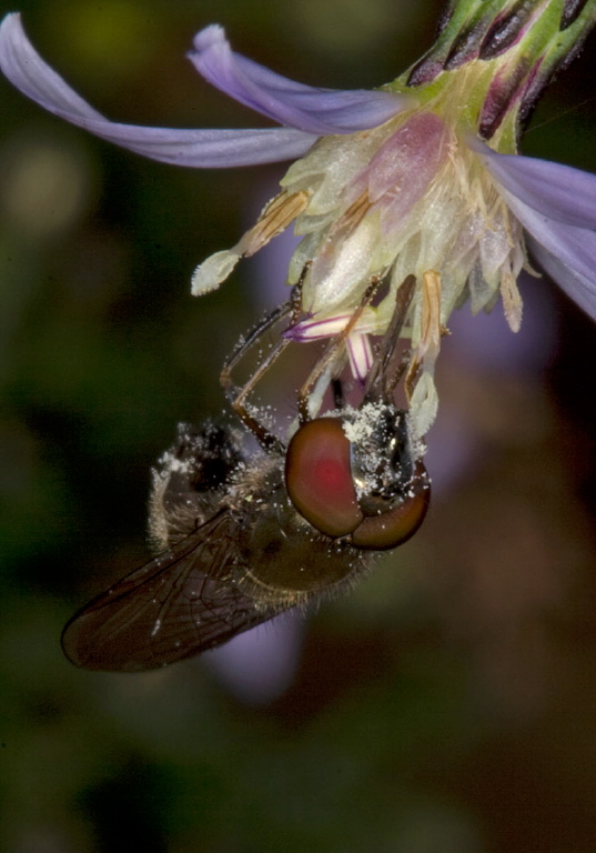 Platycheirus sp. Syrphidae