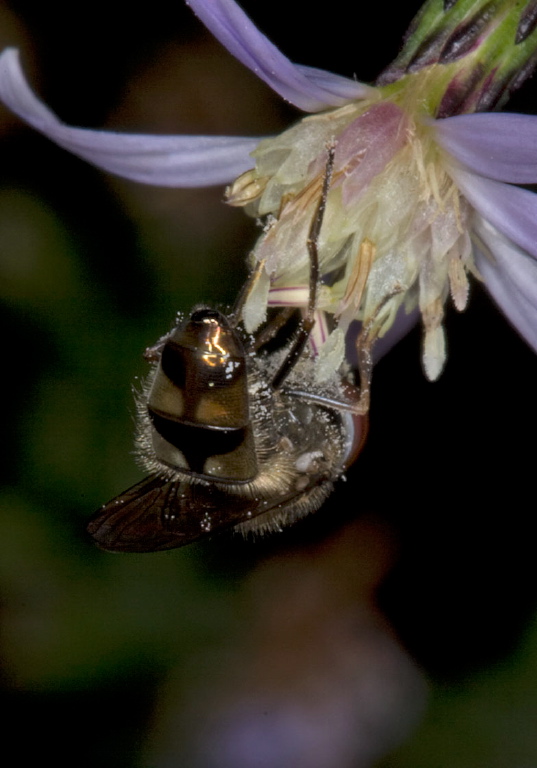 Platycheirus sp. Syrphidae