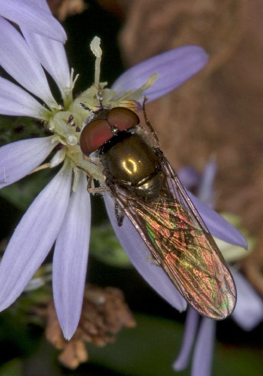 Platycheirus sp. Syrphidae