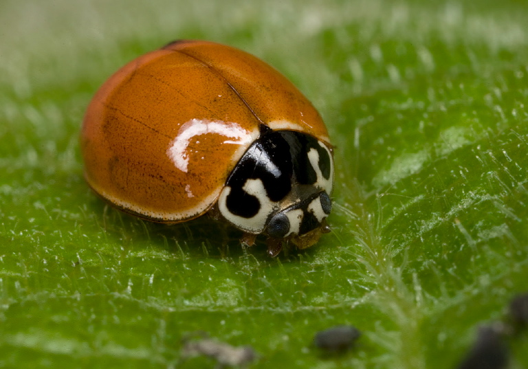 Cycloneda munda Coccinellidae