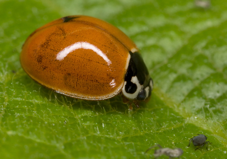 Cycloneda munda Coccinellidae