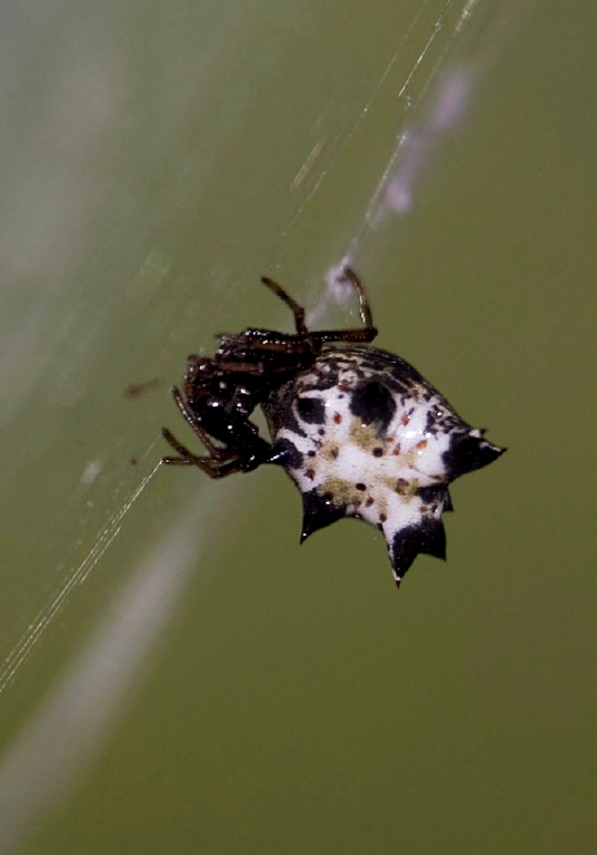 Micrathena gracilis Araneidae