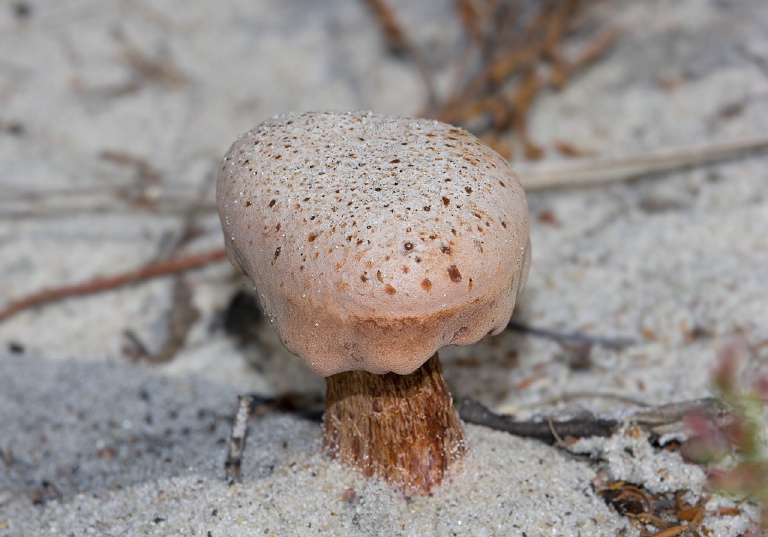 Laccaria trullisata Hydnangiaceae