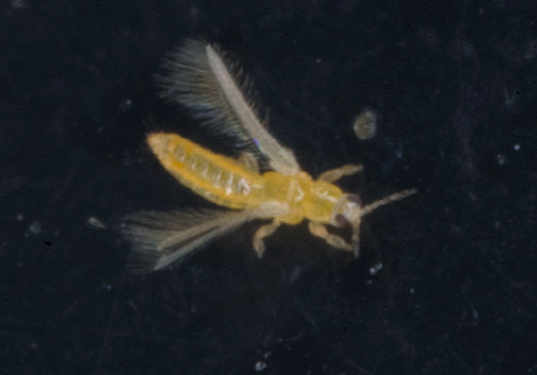 Found on kitchen window. Thripidae