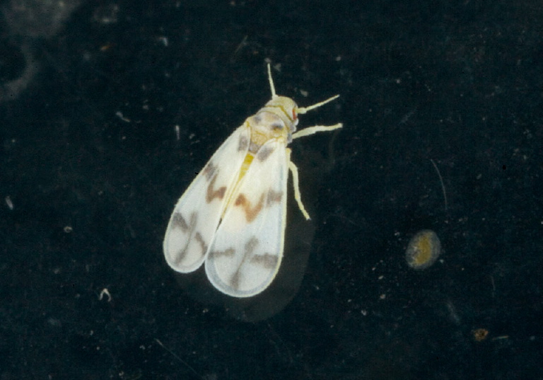 Found on kitchen window. Aleyrodidae