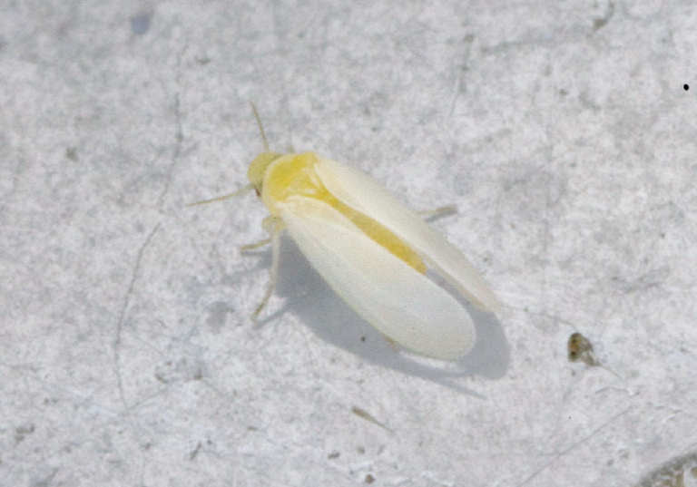 Found on kitchen window. Aleyrodidae