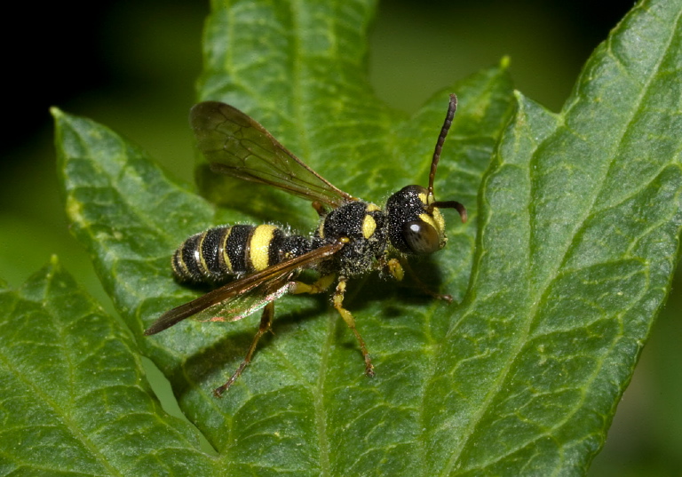 Cerceris sp. Crabronidae