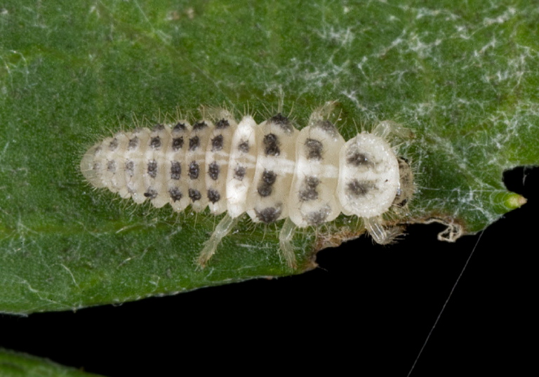 Psyllobora vigintimaculata Coccinellidae