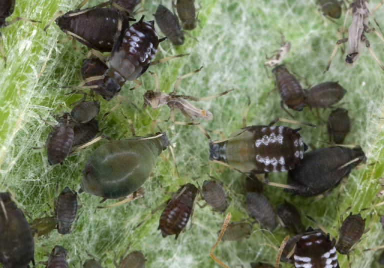 Aphis fabae? Aphididae