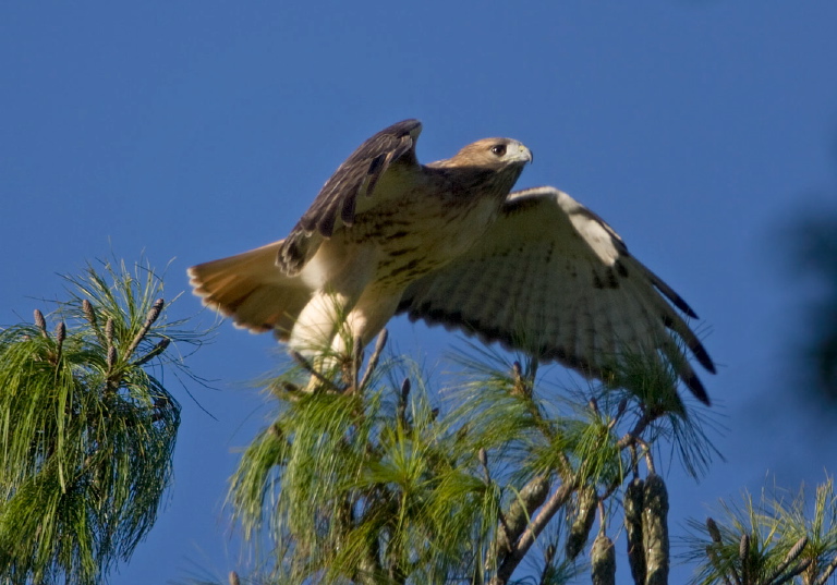 Buteo jamaicensis Accipitridae