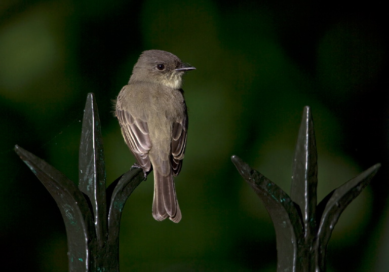 Sayornis phoebe Tyrannidae