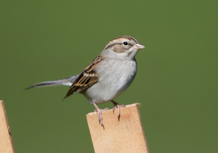 Spizella passerina Emberizidae