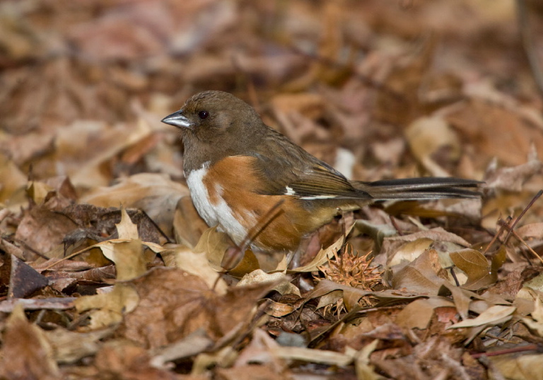 Pipilo erythrophthalmus Emberizidae