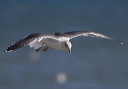 lesser_black-backed_g_70538