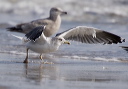 lesser_black-backed_g_7053a