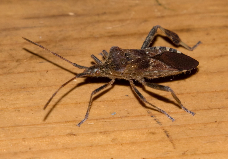 Leptoglossus occidentalis Coreidae