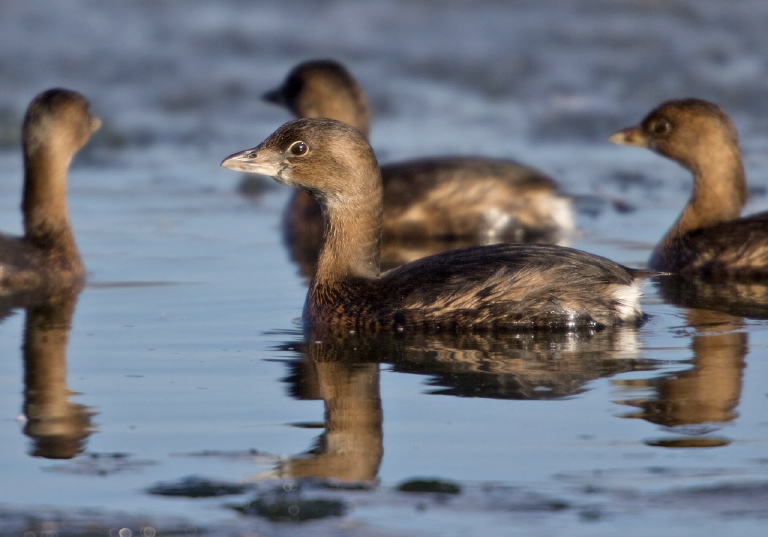 Podilymbus podiceps Podicipedidae