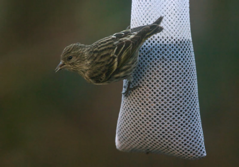 Carduelis pinus Fringillidae