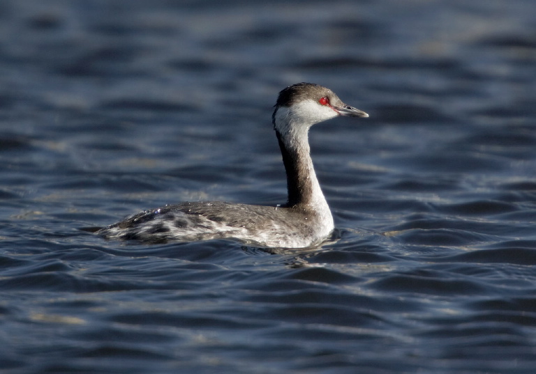 Podiceps auritus Podicipedidae