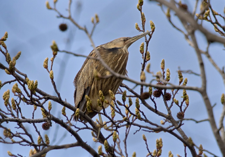 Botaurus lentiginosus Ardeidae