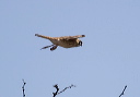 american_kestrel_6447